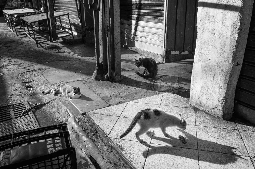 A cat crosses a sunlit pavement beside shuttered premises