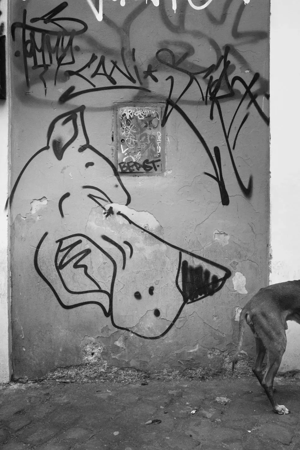 Animals — photograph by Eolo Perfido