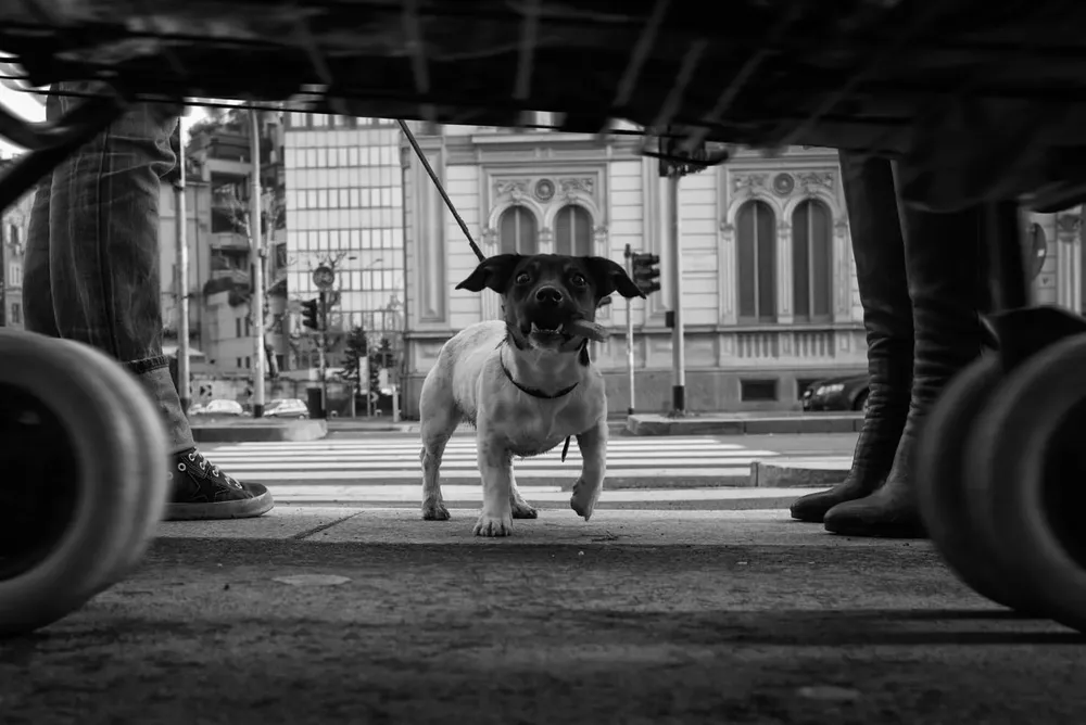 Animals — photograph by Eolo Perfido