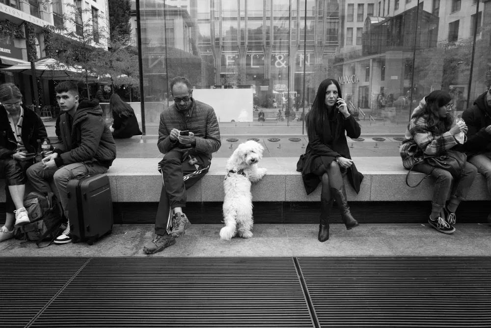 Animals — photograph by Eolo Perfido