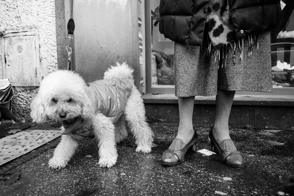 Animals — photograph by Eolo Perfido