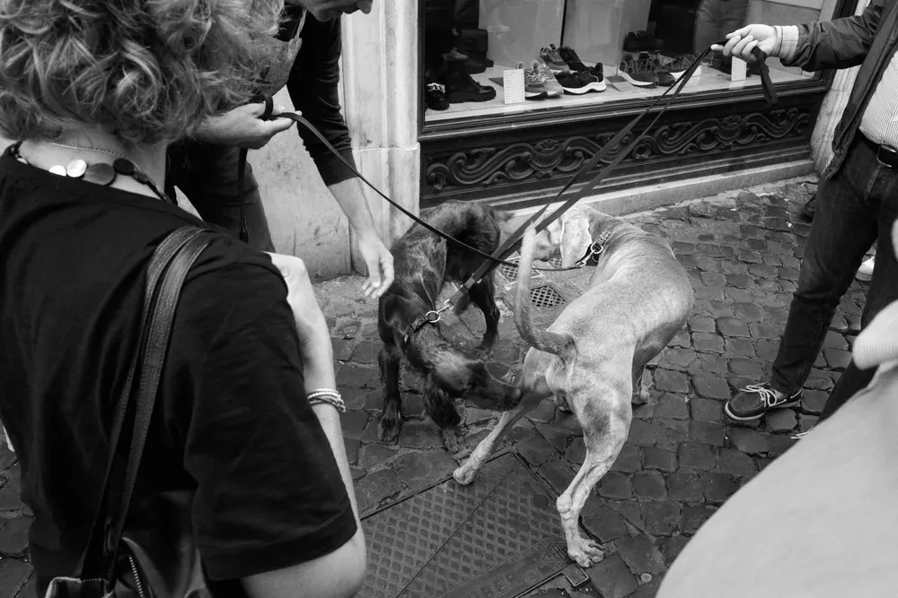 Animals — photograph by Eolo Perfido