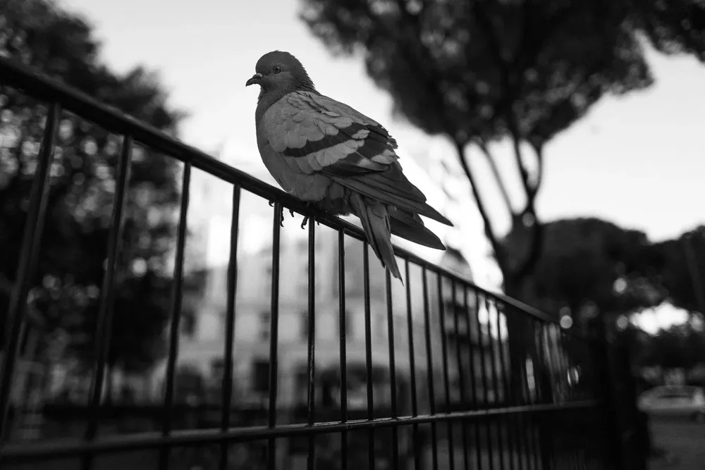 Animals — photograph by Eolo Perfido