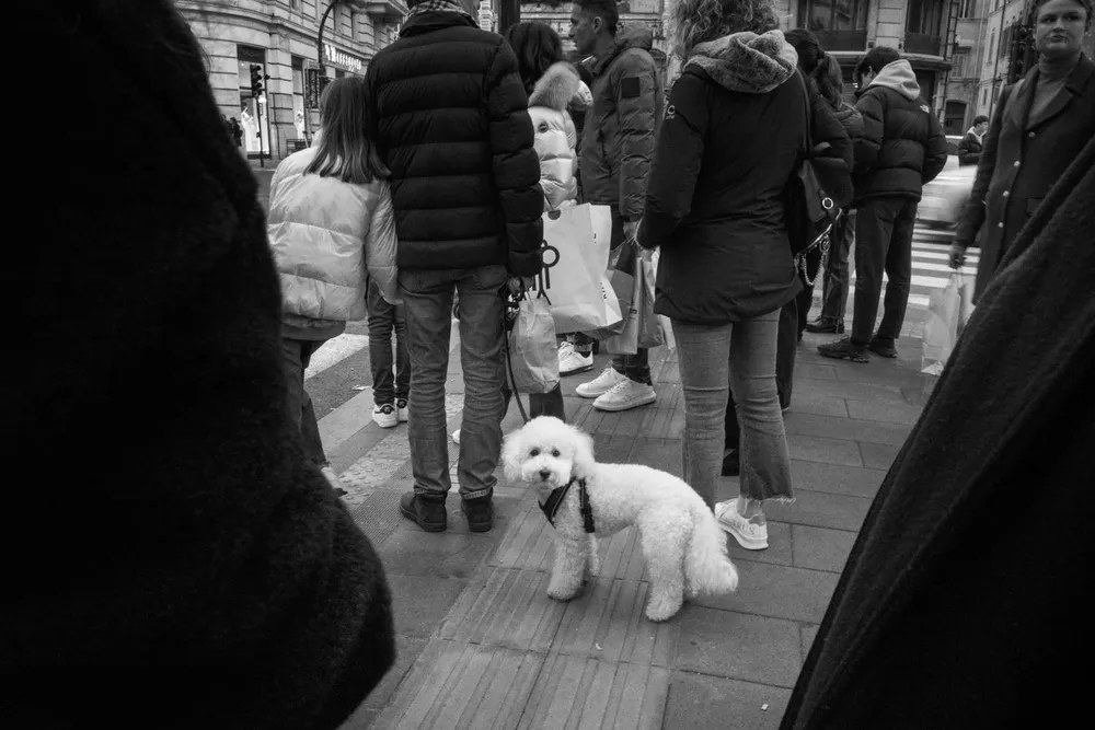 Animals — photograph by Eolo Perfido