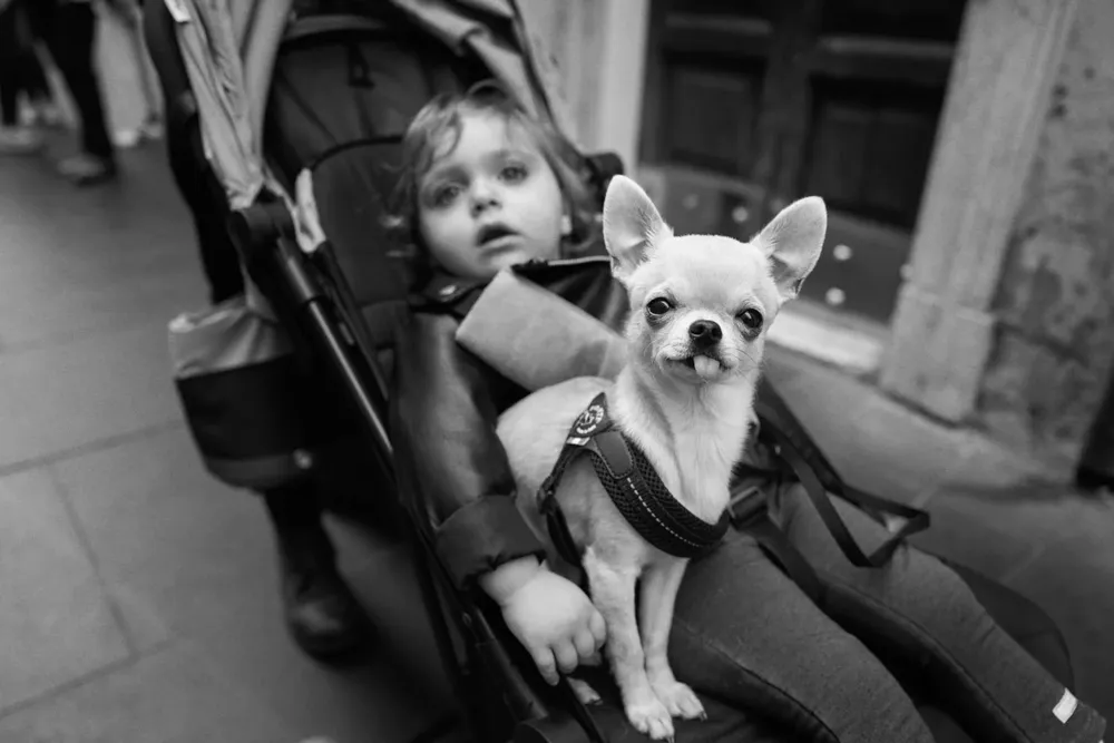 Animals — photograph by Eolo Perfido