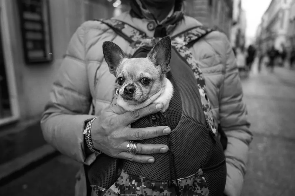 Animals — photograph by Eolo Perfido
