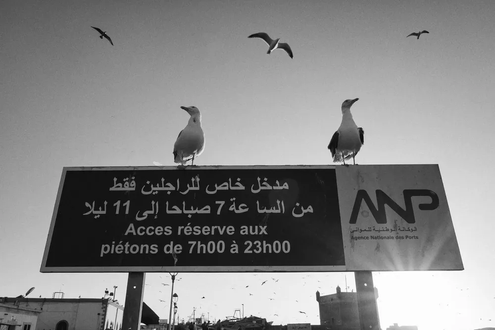 Animals — photograph by Eolo Perfido
