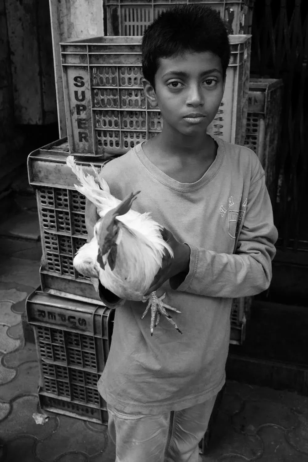 Animals — photograph by Eolo Perfido