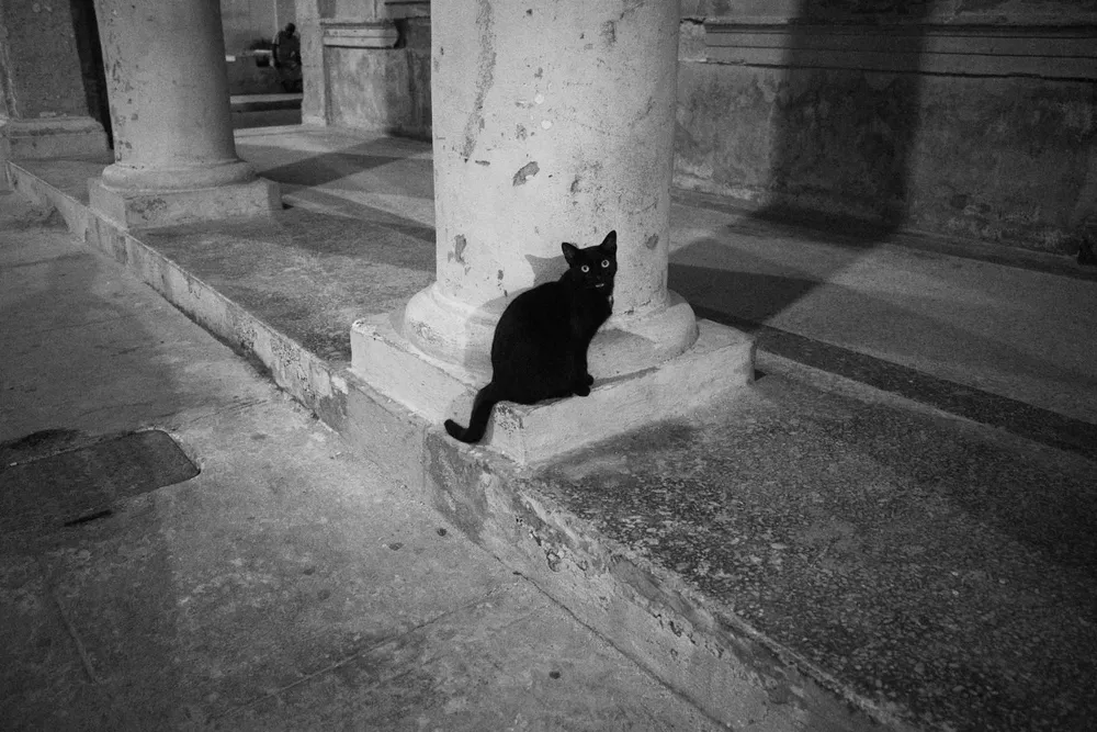 Animals — photograph by Eolo Perfido
