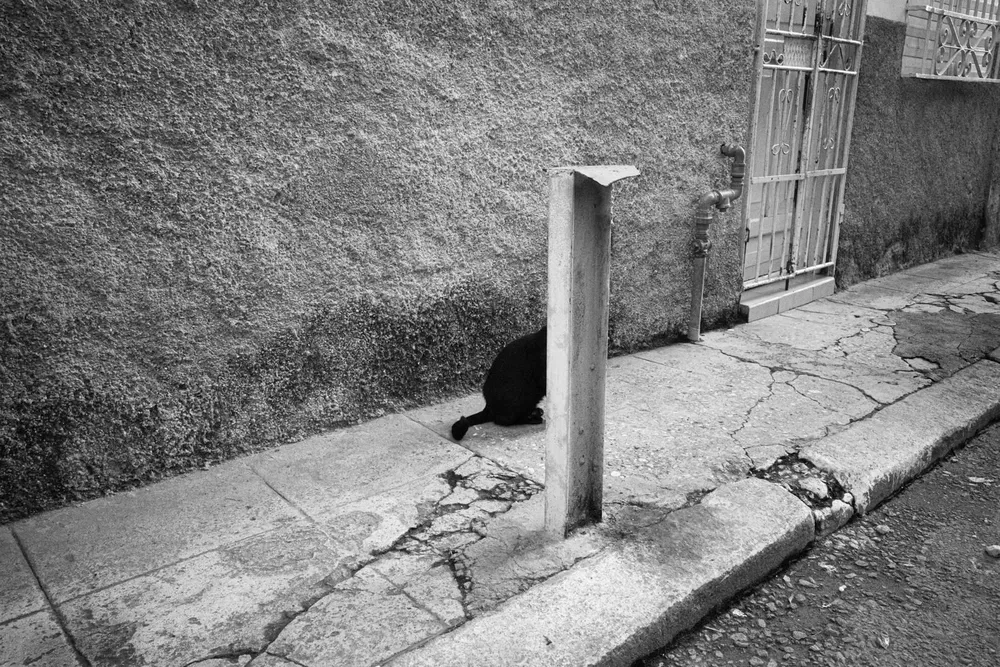 Animals — photograph by Eolo Perfido