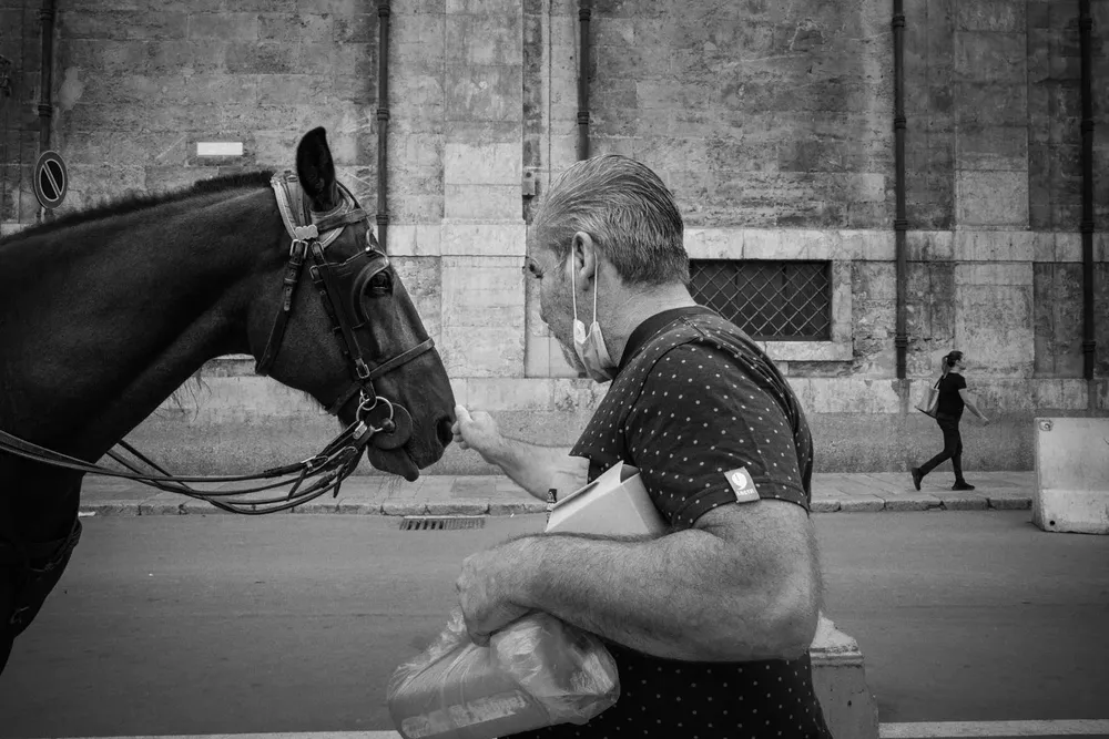 Animals — photograph by Eolo Perfido