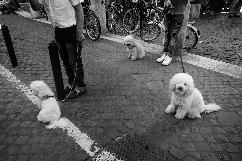 Animals — photograph by Eolo Perfido