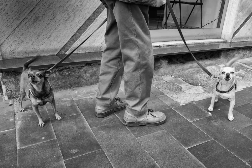 Animals — photograph by Eolo Perfido