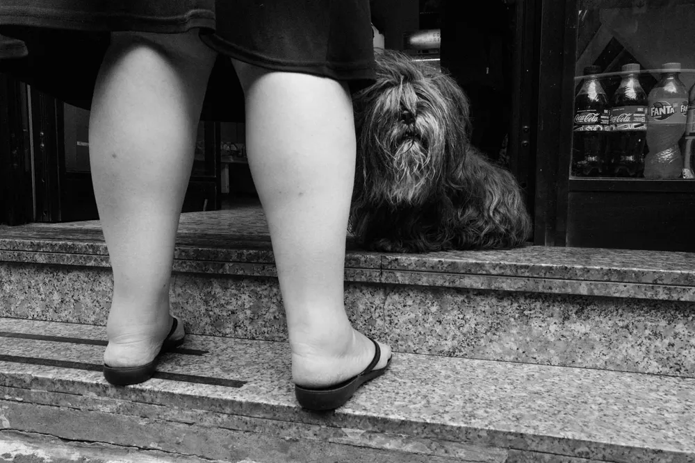 Animals — photograph by Eolo Perfido