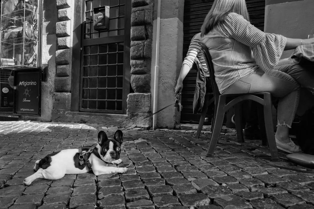 Animals — photograph by Eolo Perfido