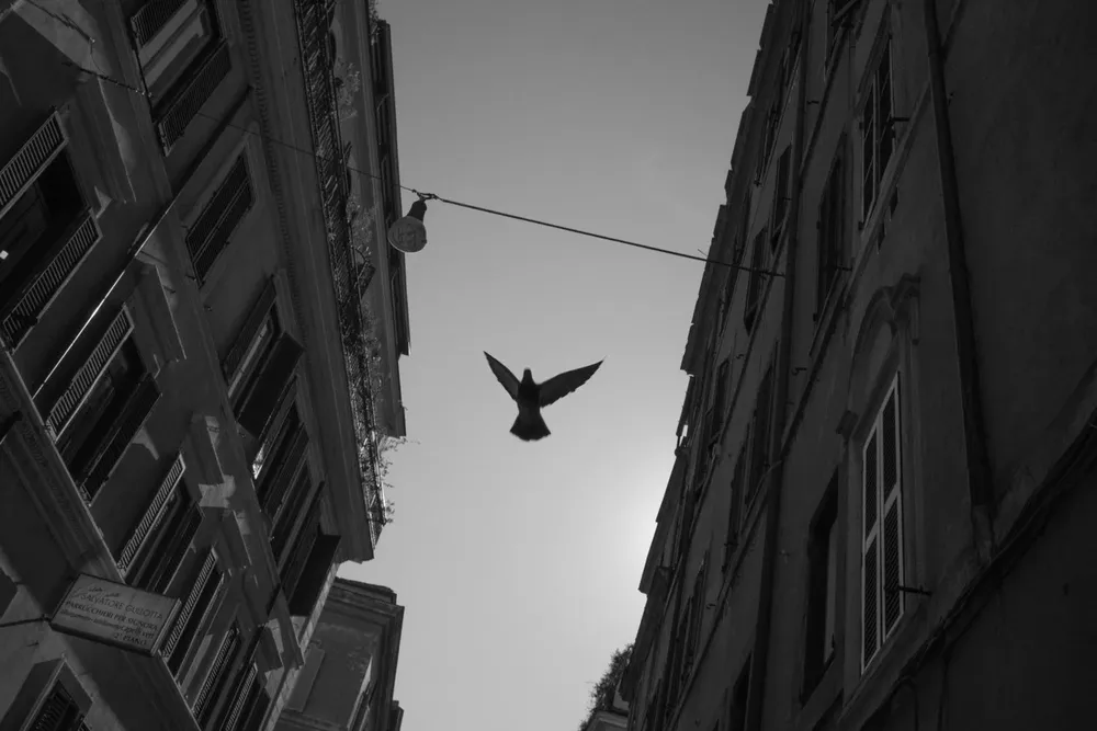 Animals — photograph by Eolo Perfido