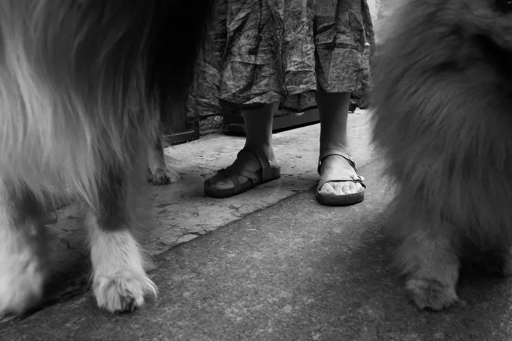 Animals — photograph by Eolo Perfido