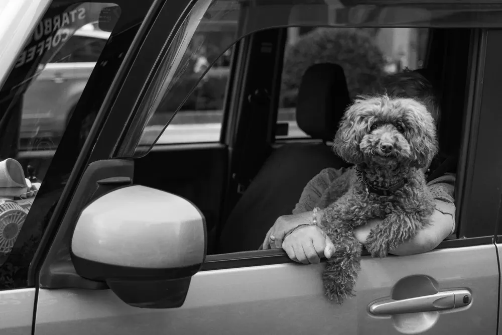 Animals — photograph by Eolo Perfido
