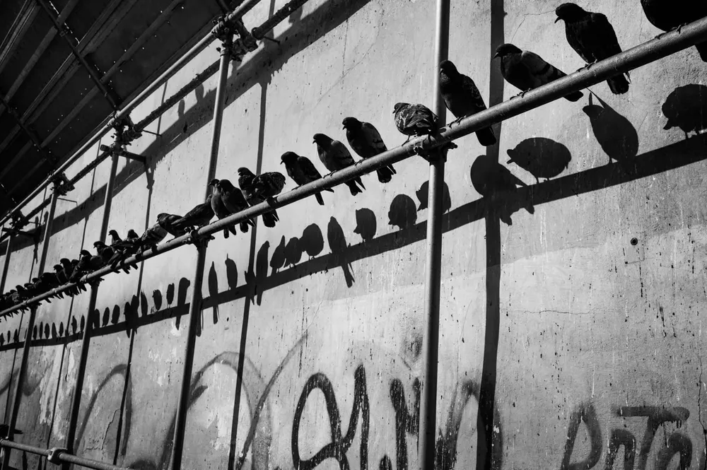 Animals — photograph by Eolo Perfido